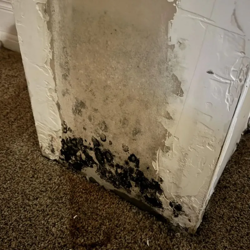 Professional Mold Removal in Long Prairie, MN